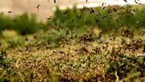 هجوم چند صد میلیونی ملخ های پرنده عربستانی به ایران