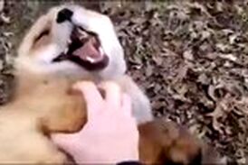 روباه‌ها هم قلقلکی هستند