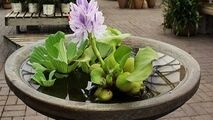 خرید و فروش شیطان زیبا در تهران