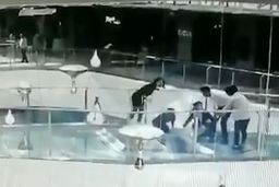 لحظه وحشتناک سقوط زن جوان به داخل محل نگهداری کوسه!