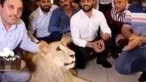 بلایی که صاحب بی‌وجدان سر شیر بیچاره آورد!