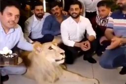 بلایی که صاحب بی‌وجدان سر شیر بیچاره آورد!