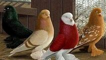 دورهمی کفتربازان در یک نمایشگاه عجیب