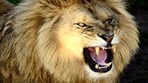 حمله وحشتناک شیر نر به مربی‌اش در سیرک