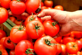  گوجه‌فرنگی‌شان را با التماس هم کیلویی 500 تومان نمی‌خرند!
