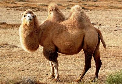 مسابقه انتخاب ملکه زیبایی شتر‌ها در چین