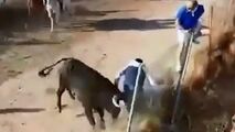 حمله مرگبار گاو خشمگین به یک تماشاچی!