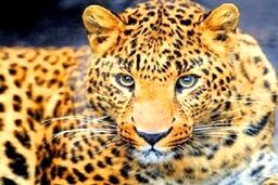 احیای پلنگ ایرانی در حال انقراض
