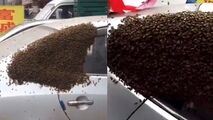 تبدیل شدن خودرو به کندوی زنبور عسل!