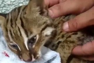 تلاش ستودنی مامور پلیس برای نجات گربه!