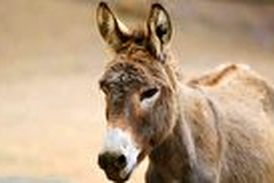 خر درمانی برای کاهش اضطراب!