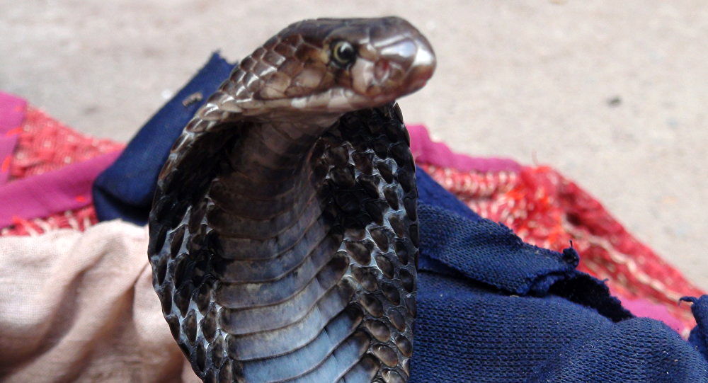سرانجام تلخ خودنمایی جوان هندوستانی با مار سمی!