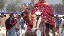  شترها در پاکستان کشتی می‌گیرند!