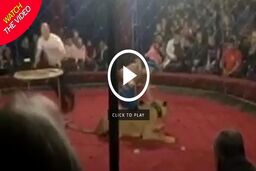 حمله ناگهانی شیر به دختر ۴ ساله در سیرک!