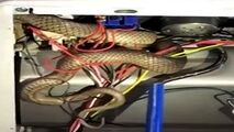 بیرون کشیدن مار از اجاق گاز