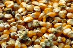 ماجرای ذرت‌های آلوده‌ای که پای ۳ وزیر را به مجلس باز کرد