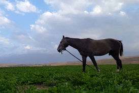 مناظری جذاب و بکر از طبیعت "روستای تکه"