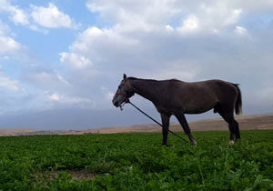 مناظری جذاب و بکر از طبیعت "روستای تکه"