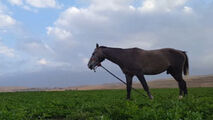 مناظری جذاب و بکر از طبیعت "روستای تکه"