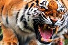 حمله غافلگیر کننده ببر خشمگین به یک زن
