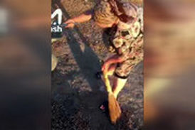 هجوم پر تعداد ملخ‌ها به جنوب روسیه!