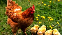 پرواز حیرت آور یک مرغ بر فراز دریاچه! 
