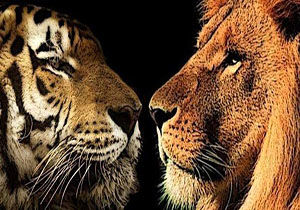 دعوای ببر و شیر حین اجرای نمایش در سیرک
