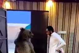 زورآزمایی شهروند عراقی با خرس غول‌پیکر!