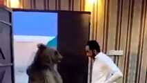 زورآزمایی شهروند عراقی با خرس غول‌پیکر!