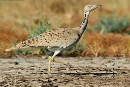 انقراض پرنده ۲۰ میلیون تومانی در کویر‌های ایران