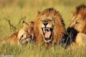 ویدیو/ حمله شیرهای گرسنه به یک زرافه
