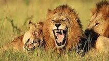 ویدیو/ حمله شیرهای گرسنه به یک زرافه