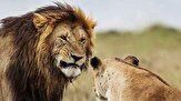 ترس باورنکردنی ۲ شیر بالغ از یک مرد میانسال!
