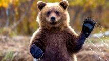 تلاش یک زوج برای کمک به یک خرس