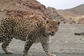ویدیو| لحظه حمله ناگهانی پلنگ به سگ خانگی
