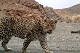ویدیو| لحظه حمله ناگهانی پلنگ به سگ خانگی