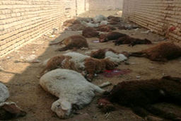 حمله گرگ‌ها به گله گوسفندان روستای 