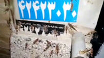 ملخ‌ها به ۱۰۰ کیلومتری تهران رسیدند