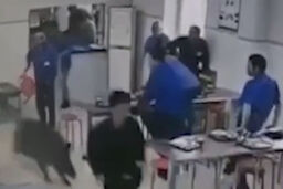 حمله وحشیانه گراز به غذاخوری کارگران