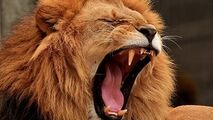 عکس العمل عجیب شیر با دیدن موتورسواران! 