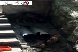 اختصاصی/گردش دسته جمعی روباه‌ها در شهرک امید تهران
