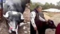 صحنه باورنکردنی که گاو باردار حین سربریدن رقم زد! 