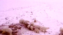 هجوم ۵۶ خرس به روستایی در شمال شرق روسیه