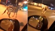 شگفتی شهروندان با دیدن حیوانات سیرک در خیابان! 