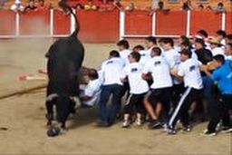 زورآزمایی ده‌ها مرد با یک گاو وحشی!