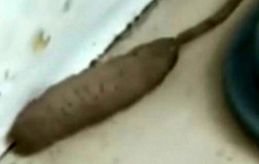 پیدا شدن موجود دورگه عجیب‌الخلقه در انگلیس!