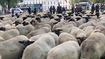 صف آرایی گوسفندها در مقابل کاخ ریاست جمهوری آلمان
