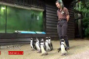 تصاویری از گردش دسته جمعی پنگوئن ها در باغ وحش سنگاپور