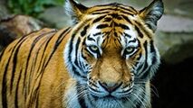 وحشت اهالی یک روستا از حمله احتمالی ببر