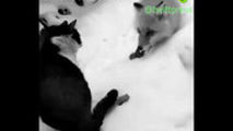 دعوای تماشایی گربه و روباه بر سر یک تکه سوسیس!
